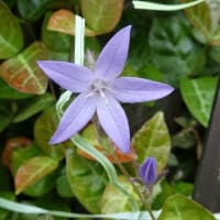 星形の青い花