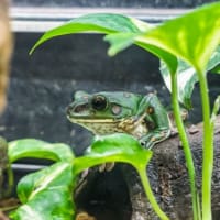 カエル館の生き物 FILE:1　日本のカエル