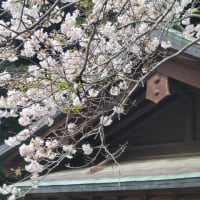 今朝の段葛、報国寺の桜など