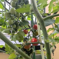 ｢ミニトマト｣🍅収穫