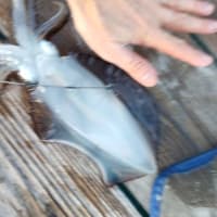 秋になり水温が少しは下がったのかな？