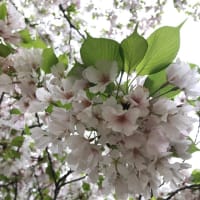 桜🌸散歩三昧と〇〇感。