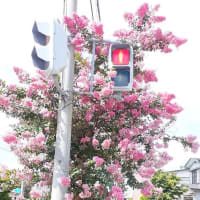 言葉写真　「今日という一日」