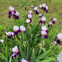 庭の草花「多肉植物」