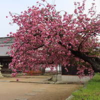 佐保神社境内、バスターミナル駐車場の八重桜