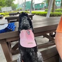 今日も暑い、ベス🐕‍🦺の散歩はサマースタイル