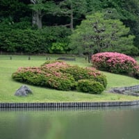 緑の中のさつき模様。
