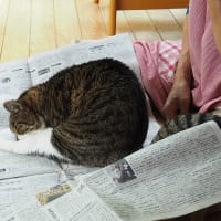 猫記事は箸休めのようなもの