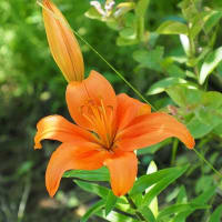 大船フラワーセンター６月の花散歩２