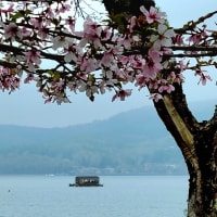 山中湖の桜2024