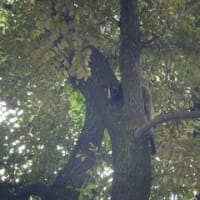 木の上から見つめる動物