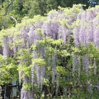 花だより『君の愛に酔う』♫