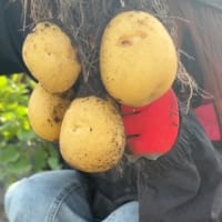 じゃがいもの収穫