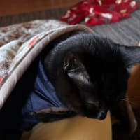 #今年一番さぶさぶ