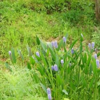 津市「かざはやの里の紫陽花」見てきました～(^^)  2025