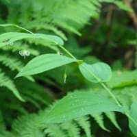 八幡平の花〜その２