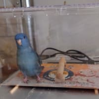 おかえりマルちゃん