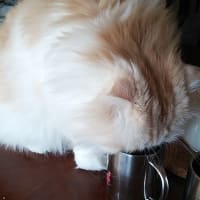 今更ですがアロマ♪