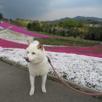 愛と群馬県太田市の北部運動公園に芝桜を見に行った日。。。