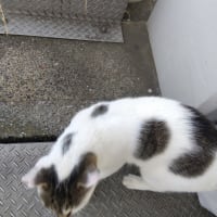 命知らずの男たち