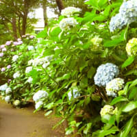 ついウトウトしてしまうんです　～小平あじさい公園で～
