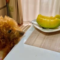 ６月９日 メロンが食べ頃