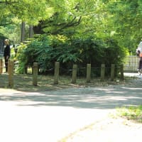 何時もの散歩   6月5日