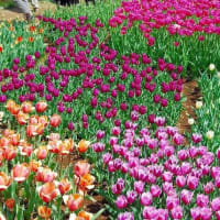 昭和記念公園の散歩
