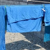 2025・蓼藍、圧縮乾燥葉作成　