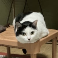 今日のこぃ　猫風邪中
