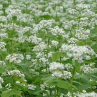 ソバ　蕎麦　タデ科　夏の白い花が秋には実になり新そばが楽しめます。今日の野鳥：レンカク