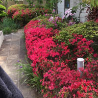 お散歩🌺