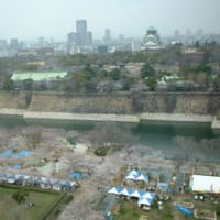 採血と大阪城と桜