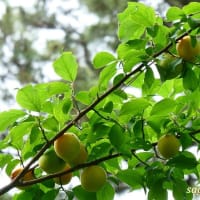 「小田原城」の「梅」が大きな実をつけ始めた！！