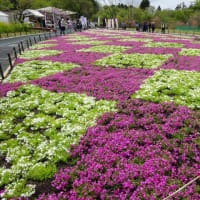 日帰り旅行山梨で、富士芝桜を堪能しました