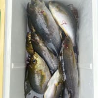 １号船午前便タテ釣り、２号船午前便イサキ釣りです。