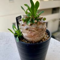 フラリエ♪ジャングルマルシェでお買い物*\(^o^)/*
