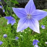 昨日の足王様を空撮