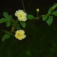 「優しいバラ」　いわき　高野花見山にて撮影！　モッコウバラ