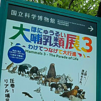 生きている哺乳類のいる上野動物園に行きゃよかったか…わし流 芸術の春2024⑫「大哺乳類展３」は「note」でネ