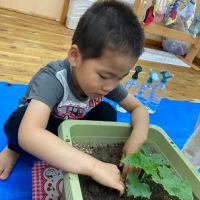 4歳児（ゆず組）なすの苗ときゅうりの苗をうえました。