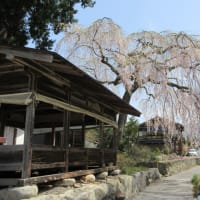 幽玄なたたずまい青屋神明神社の枝垂れ桜