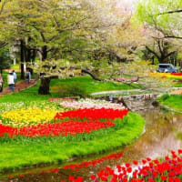 花だより　チューリップの花が見頃、満開へ　１（全体）