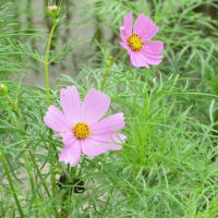 公園の花