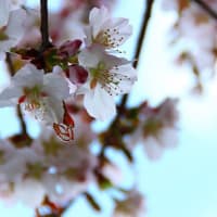 sakura 令和