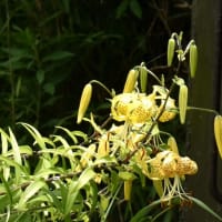 ヤマユリの偵察