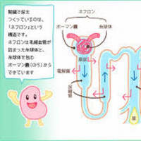 『窒素の排出』『尿』『爬虫類の尿酸』『腎臓』『尿を濃縮』