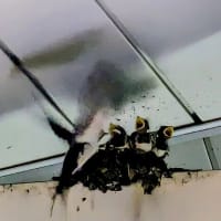 ツバメの子育て