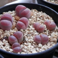 脱皮も終えて...大きくなるばかり？