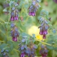 ５月に撮ったお花たち ⅱ